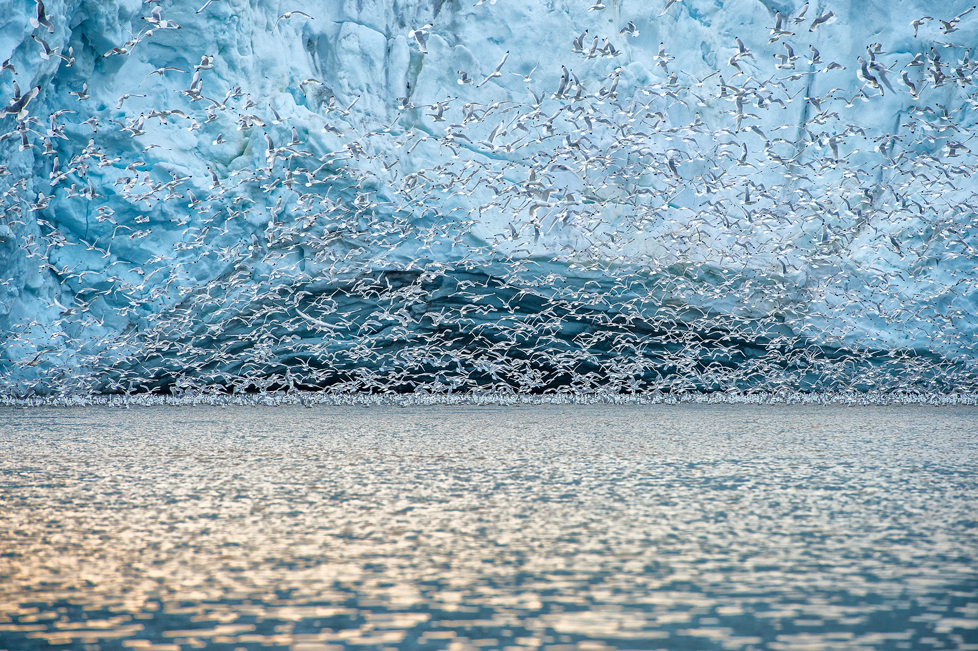 This stunning photograph captures a dynamic moment as a flock of seabirds takes flight against the backdrop of a towering glacial ice wall. The contrast between the movement of the birds and the stillness of the ice creates a breathtaking scene, embodying the life and energy present in the Arctic&rsquo;s serene landscapes.