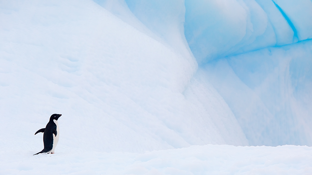 n the vast silence of Antarctica, a solitary penguin stands in stark contrast to the immense ice formations around it. This photograph captures a moment of solitude in the world&rsquo;s most remote wilderness, highlighting the penguin&rsquo;s small stature against the grandeur of its icy habitat. The subtle interplay of shadow and light reveals the intricate textures of the snow and ice, symbolizing the resilience of life in this extreme environment.