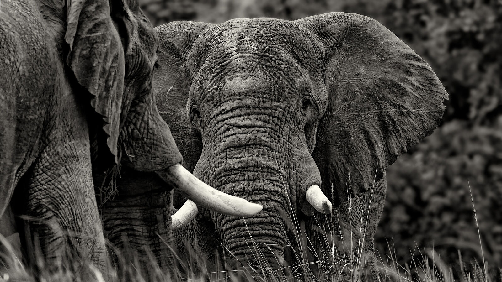 A compelling black and white portrait of an African elephant, its textured hide and tusks rendered with dramatic contrast. The elephant&rsquo;s penetrating gaze conveys wisdom and a commanding presence in its natural habitat.