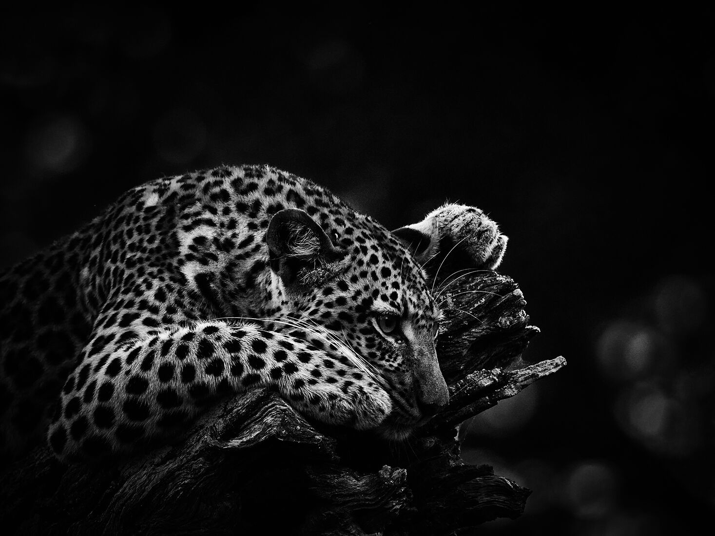 A lone leopard finds solace on a weathered log in the heart of Botswana&rsquo;s dense bushland. Captured in striking monochrome, the predator&rsquo;s intense gaze and the intricate patterns of its fur are illuminated, depicting a quiet moment of rest in the wild.